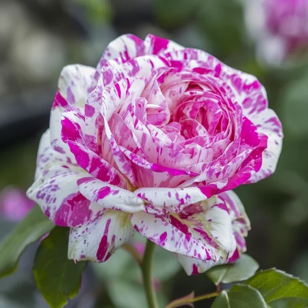 Τριαντάφυλλο Μπολόνια Λεβάντα - με γυμνή ρίζα