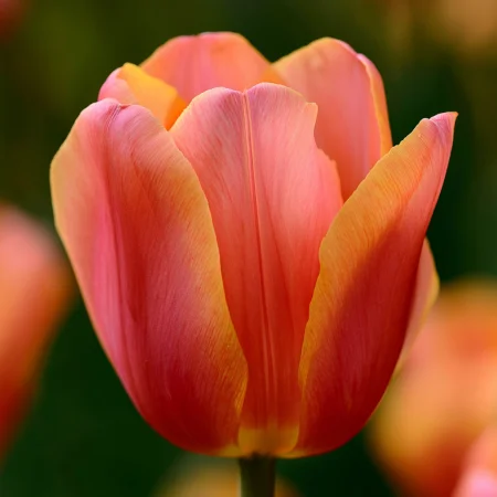Τουλίπα Λούκα